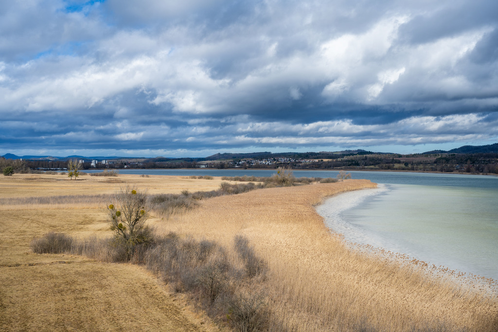 Markelfinger Winkel | Schilfgürtel am Ufer der Halbinsel Mettnau, aufgenommen vom NABU-Turm - Realisiert mit Pictrs.com