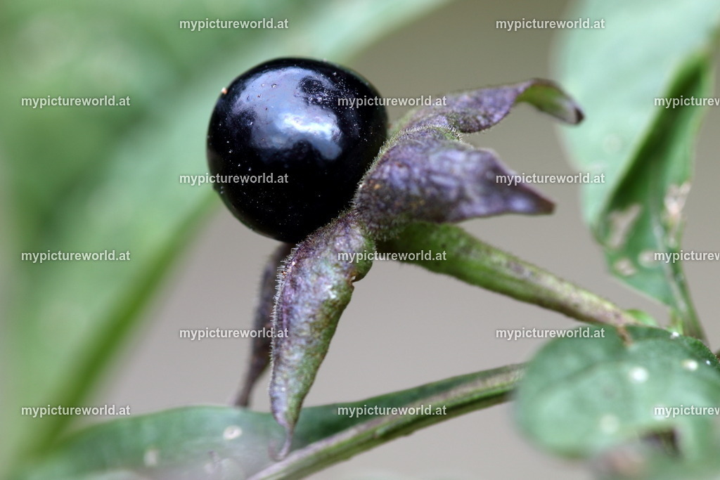 Schwarze Tollkirsche-002 | Das Bilderarchiv über Tiere, Planzen und Landschaften. In der Bilddatenbank finden Sie ein große Auswahl an hochwertigen Bilder für Ihre Werbung - Realisiert mit Pictrs.com