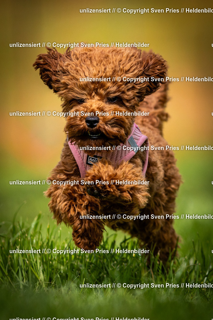 Sven Pries | 2025-04-13 - Hunderennen Baden-Baden - Realisiert mit Pictrs.com