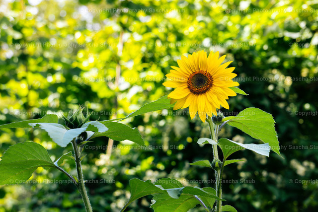 Sonnenblume - Helianthus annuus | Willkommen im Shop von Photography Sascha Staub. Hier findest du alle Fotos und Medieninhalten von Sascha Staub. In diesem Shop kannst du Lizenzen zu den Fotos, Drucke und Gutscheine für den Shop erwerben.  - Realizado com Pictrs.com