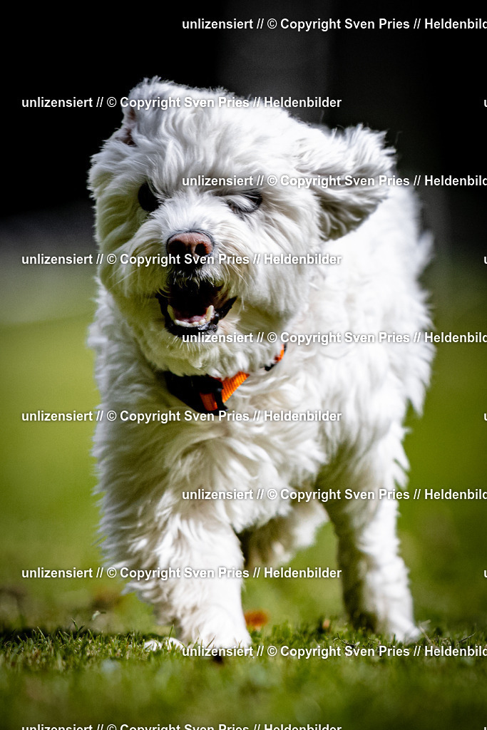 Sven Pries | 2025-10-03 - Hunderennen Obergrombach - Realisiert mit Pictrs.com