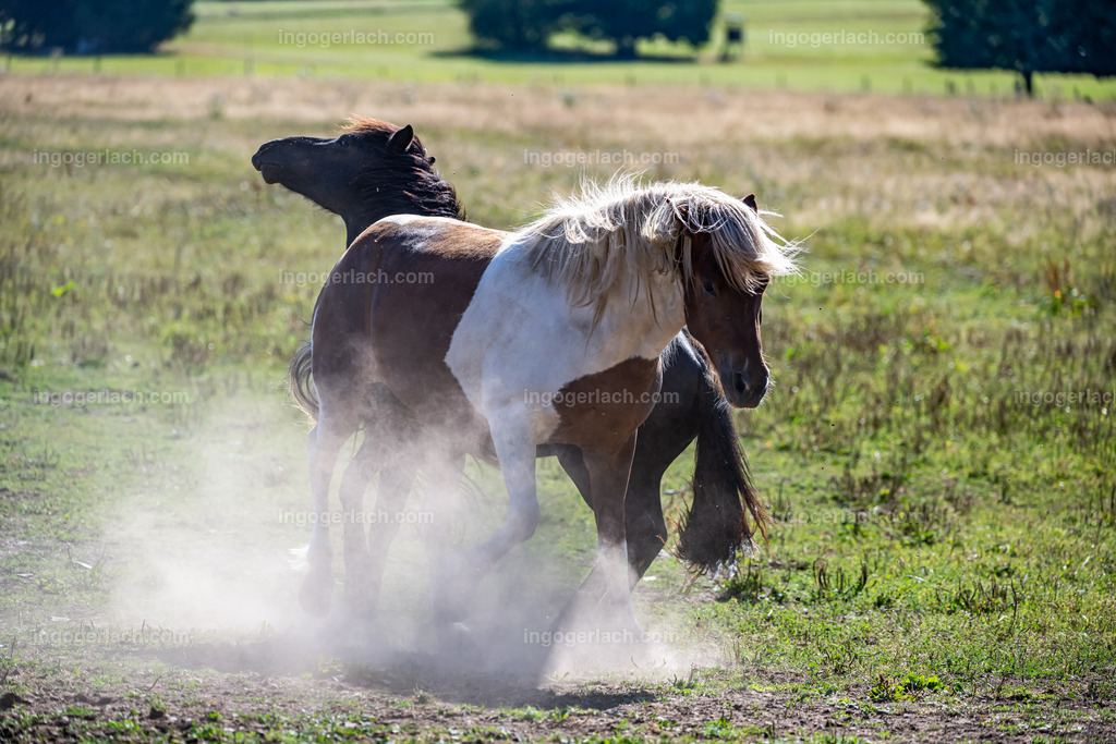 NZ9_9469 | Betzdorf(Deutschland Der deutsche Naturfotograf  Ingo Gerlach/69 aus Betzdorf in Deutschland war Anfang August 2022 auf dem Weg zu „seiner“ Herde mit Islandhengsten. Diese Herde mit rund 14 Hengsten fotografiert Gerlach bereits seit mehreren Jahren. Diesmal wollte der Naturfotograf schauen wie es den Hengsten geht. Es war der heißeste August seit Beginn der Wetteraufzeichnung. Das Thermometer zeigte an diesem Vormittag bereits 38 Grad an. Die Hitze würde sicherlich auch den Tieren zu schaffen machen. Als Gerlach an der sehr weiträumigen Weide ankam sah er schon die Staubwolken. Schnell positionierte er die Nikon Z9 mit dem Superzoom 180 bis 400mm und einschwenkbarem Konverter auf seinem Stativ. Schnell hatte er die ersten Bilder auf der Speicherkarte. Das Verhalten der Hengste war typisch für die Isländer. Sie wälzten sich im Staub um lästiges Ungeziefer los zu werden. Zudem kühlte die Staubschicht auf der Haut auch ein wenig. Obwohl reichlich Staub vorhanden war, kämpften die Hengste immer wieder um den besten und staubigsten Platz.  Dadurch das der Staub in die Höhe ging ergaben sich „herrliche Fotos. Als der Fotograf seine Bilder im Kasten hatte checkte er noch ob die Hengste auch genügend Wasser zur Verfügung hatten, Hatten sie. Ein Brunnen lieferte das lebensnotwendige Nass. 