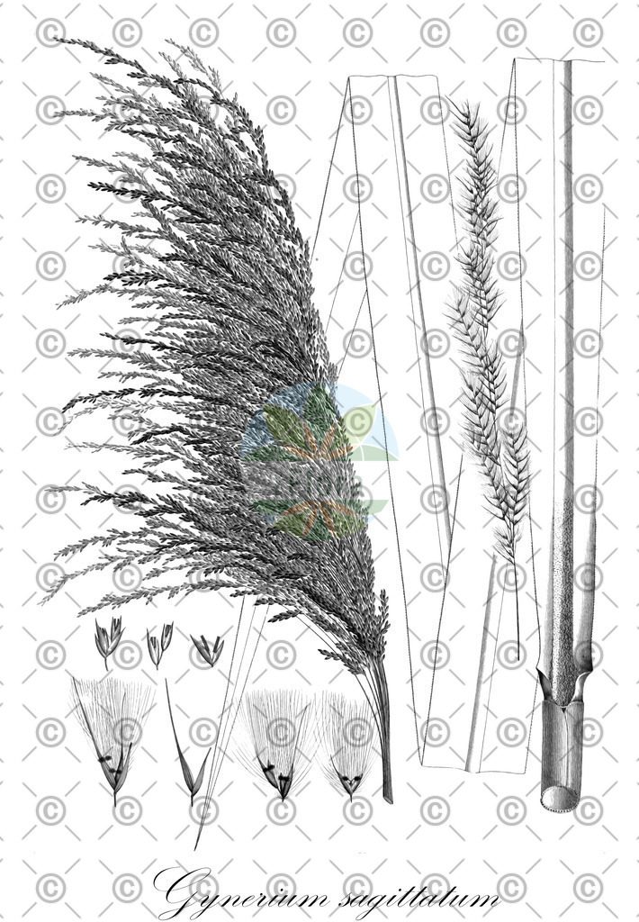 HistAbb_wfo-0001043015_1_ENZY_Simple | Historische Abbildung von Gynerium sagittatum - Poaceae | Historical Illustration of Gynerium sagittatum - Poaceae