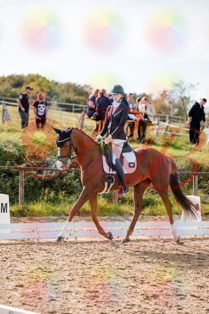 2026_10_03_Siefer-Hof_132821_Z63_88841357 | Professionelle Reitsport-, Turnier- und Eventfotografie von Robert Broda. Galerien mit ausgewählten und bearbeiteten Bildern direkt online ansehen und bestellen.