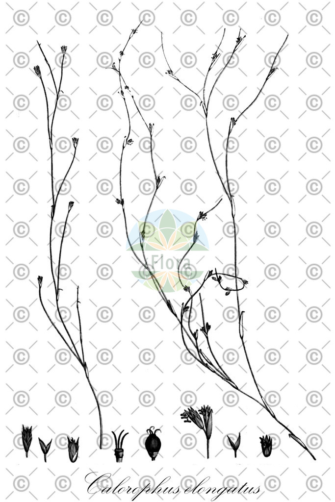 HistAbb_3FXR_1_ENZY_Simple | Historische Abbildung von Calorophus elongatus - Restionaceae | Historical Illustration of Calorophus elongatus - Restionaceae