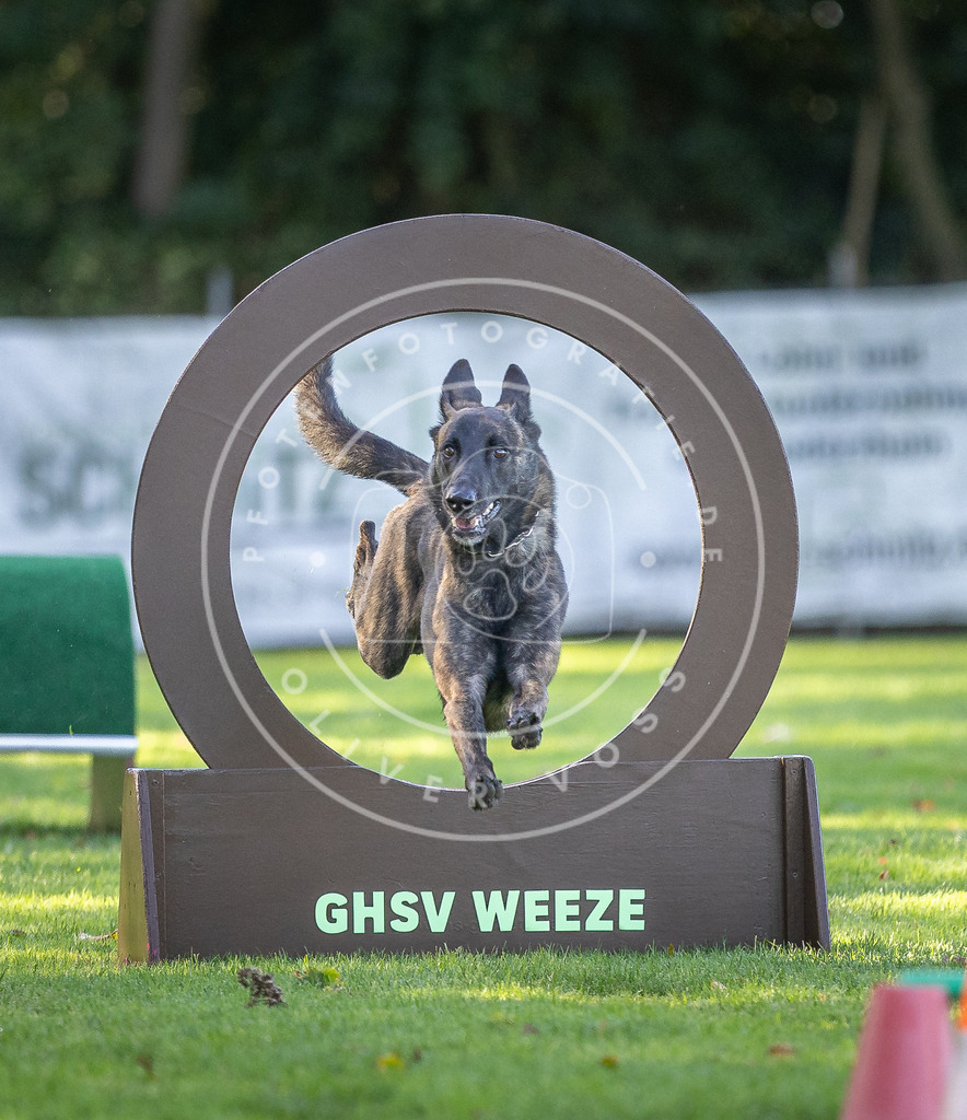 Pfotenfotografie.de_DV3A3615 | Hundefotografie, Tierfotograf, Pfotenfotografie, Fotoshooting Hund, Hunde Portrait, Hundesport, Hundeportraits, Heideshooting, Hunde, Sportfotograf, Hundefotograf, Turnierhundsport, THS, canicross - Realisiert mit Pictrs.com