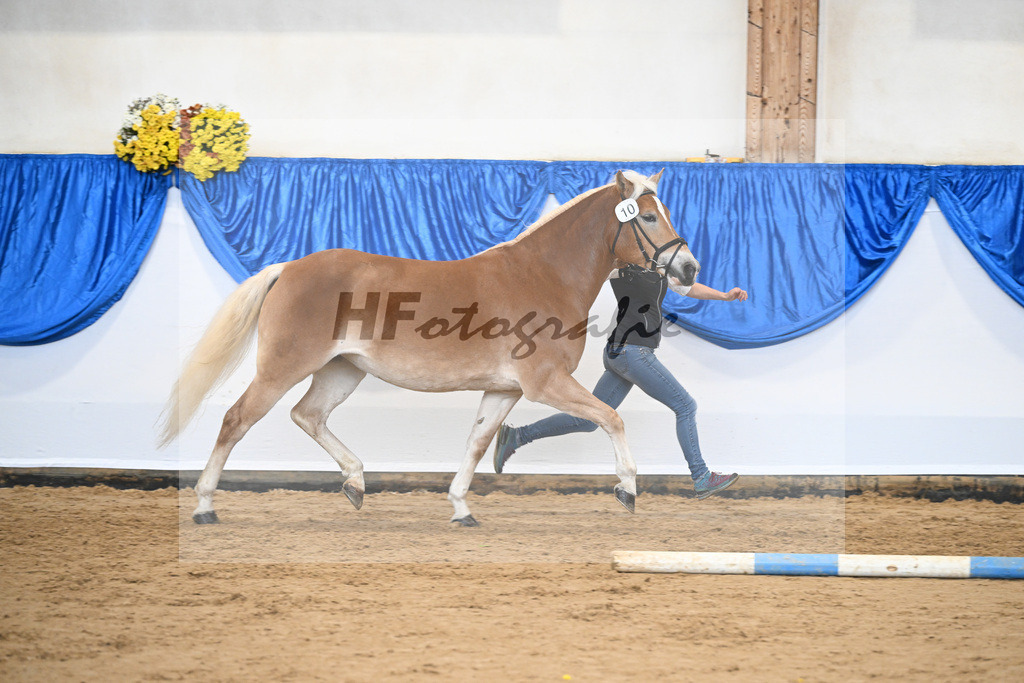 Bl. Band Kat-Nr. 10 Fortina v. Sturmi_Reiser_48251441 | hf-fotografie - Realisiert mit Pictrs.com