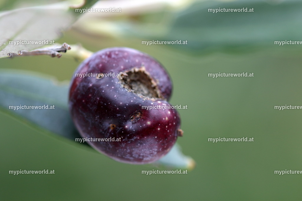 Olivenbaum-009 | Das Bilderarchiv über Tiere, Planzen und Landschaften. In der Bilddatenbank finden Sie ein große Auswahl an hochwertigen Bilder für Ihre Werbung - Realisiert mit Pictrs.com