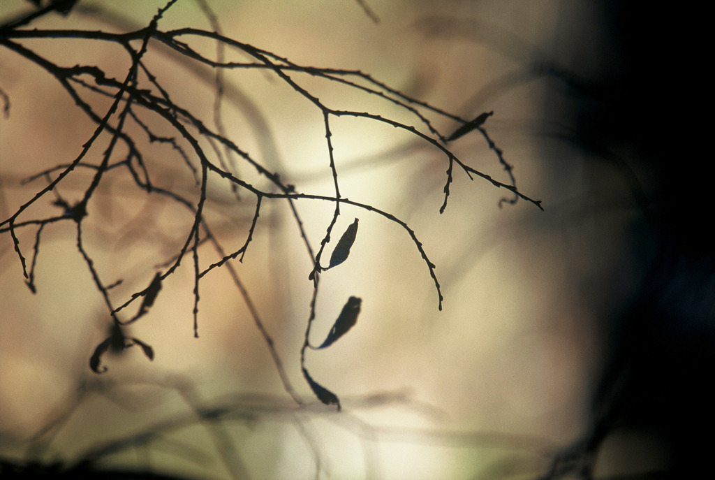 Zweige im Gegenlicht | Dornbirn, Austria - December 09, 2009: Zweige als Schilf im Morgenlicht im Gegenlicht. - Realisiert mit Pictrs.com