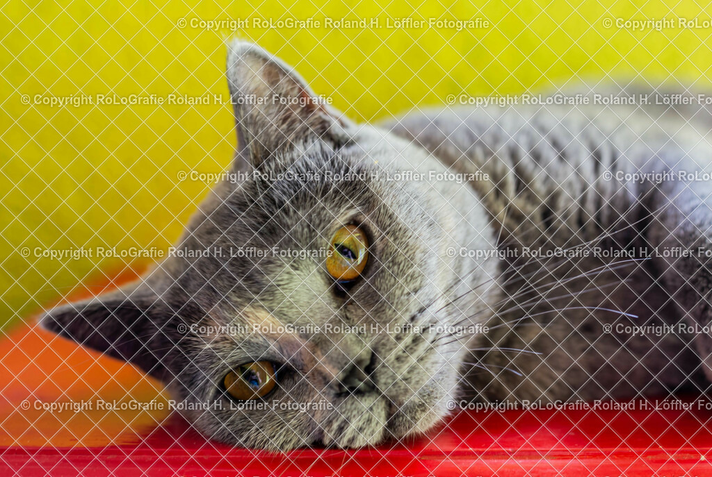 Katze-03 | Katze Britisch Kurzhaar  - Realisiert mit Pictrs.com