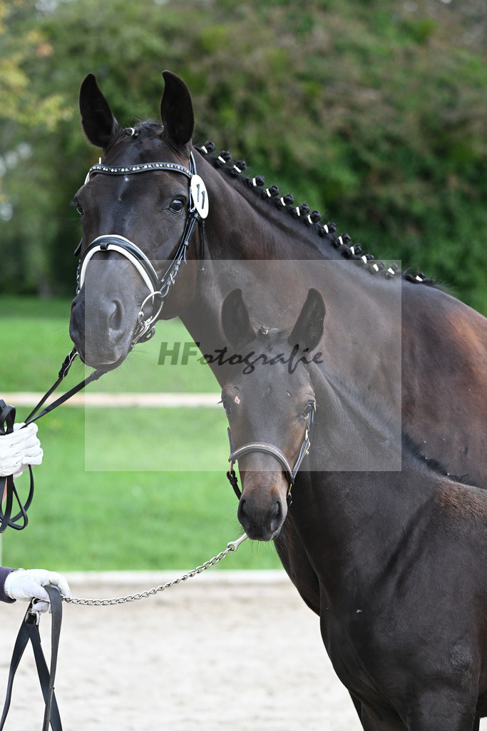 Kat-Nr. 11 HF Imperial Valley_Schwarz GbR_25230616 | hf-fotografie - Realisiert mit Pictrs.com