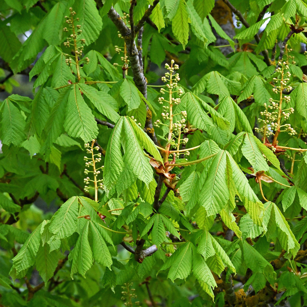 Rosskastanie01q - Kopie | lucisnaturbilder - Realisiert mit Pictrs.com