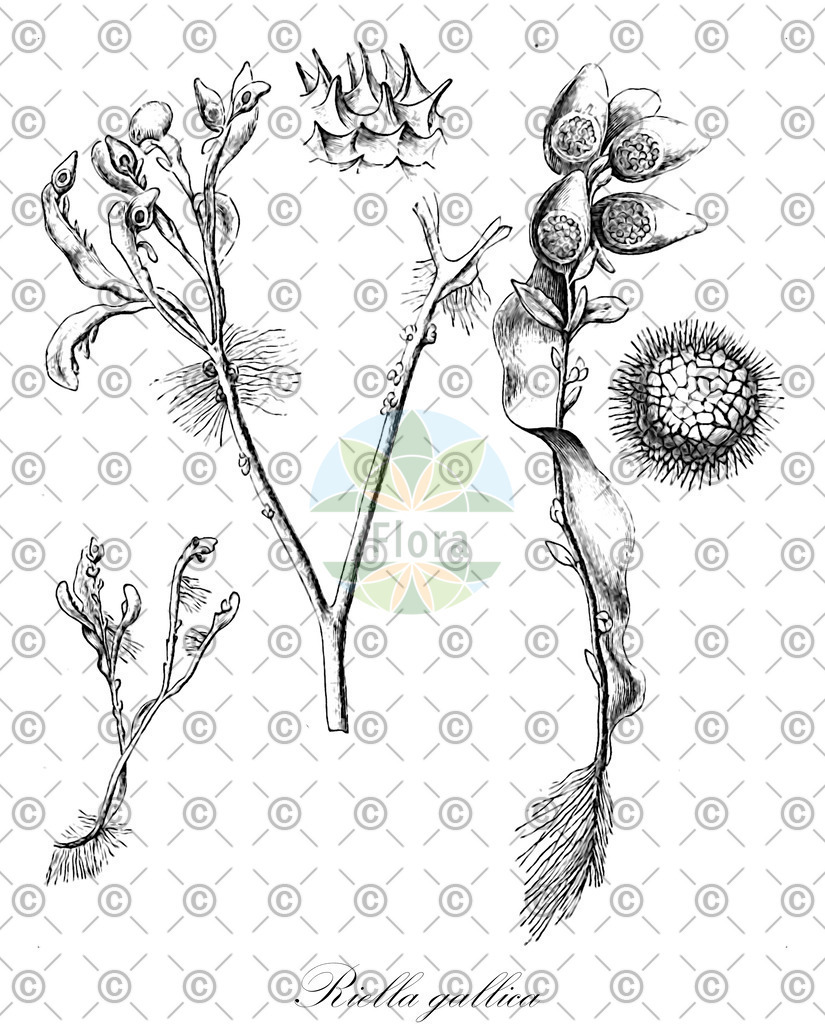 HistAbb_wfo-0001174899_1_ENZY_Simple | Historische Abbildung von Riella gallica - Riellaceae | Historical Illustration of Riella gallica - Riellaceae
