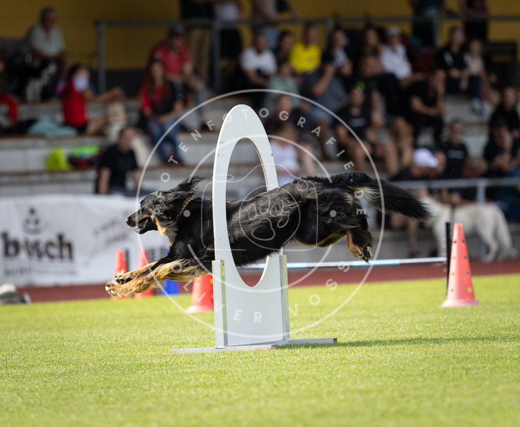 Pfotenfotografie_DV3A1797 | Hundefotografie, Tierfotograf, Pfotenfotografie, Fotoshooting Hund, Hunde Portrait, Hundesport, Hundeportraits, Heideshooting, Hunde, Sportfotograf, Hundefotograf, Turnierhundsport, THS,  - Realisiert mit Pictrs.com