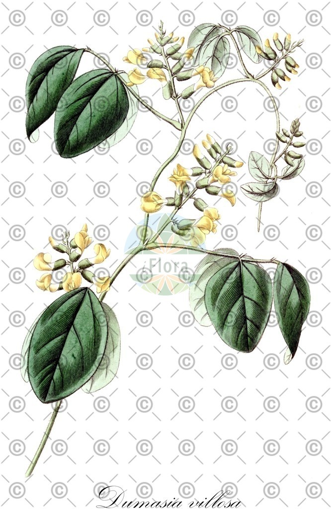 HistAbb_48Q8_1_ENZY_Simple | Historische Abbildung von Dumasia villosa - Fabaceae | Historical Illustration of Dumasia villosa - Fabaceae