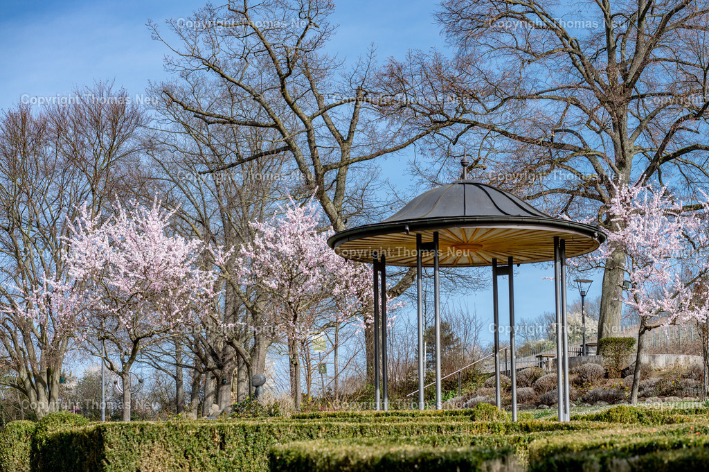 Stadtpark_Bensheim_Frühling_DSC_6678 | Bensheim, Pavillion im Stadtpark umringt mit  Mandelblüte ,, Bild: Thomas Neu