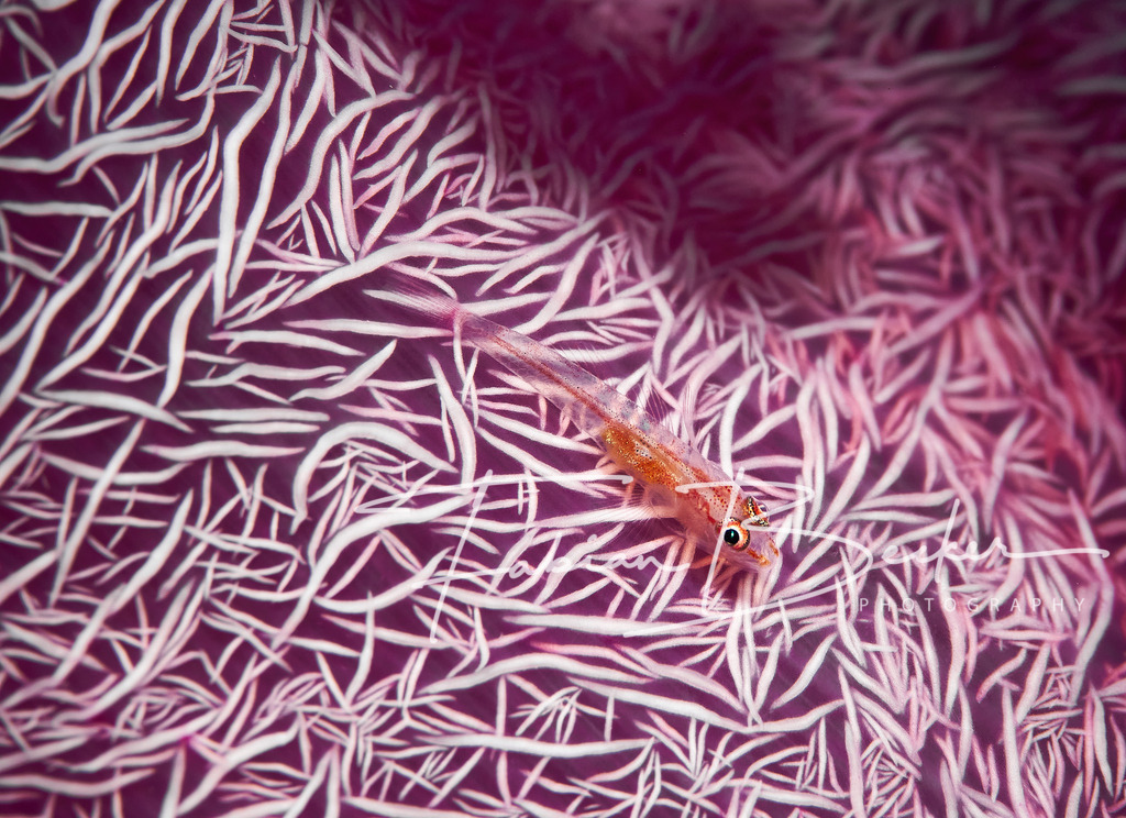 Patterns | Einzigartige Wandbilder von faszinierenden Unterwasserwelten. Exklusive Kunst für Empfangsbereiche, Wohnraum oder Wartezimmer. - Realisiert mit Pictrs.com