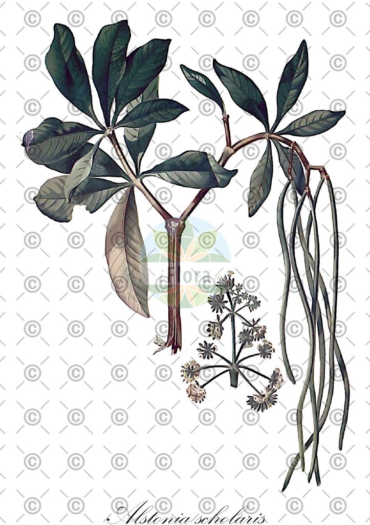 HistAbb_wfo-0001257712_1_ENZY_Simple | Historische Abbildung von Alstonia scholaris - Apocynaceae | Historical Illustration of Alstonia scholaris - Apocynaceae