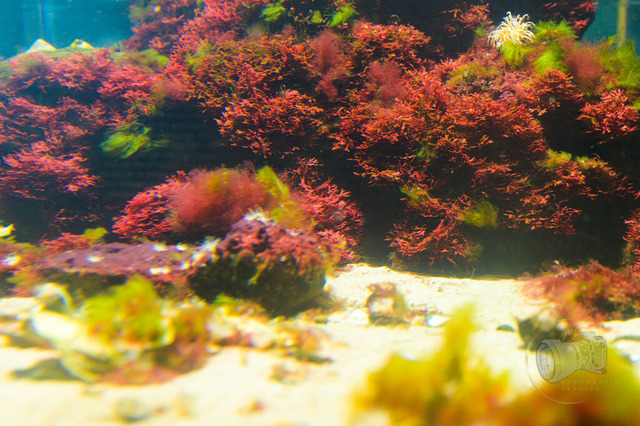 _DSC1296 | Shop für Prints Landschaftsfotografie Sächsische Schweiz Naturfotografie in Thüringen Fotos vom Findlingspark Nochten Kloster Sankt Marienstern Bilder Festung Königstein PanoramaRhododendronpark Kromlau FotogalerSchleswig-Holstein Küstenlandschaften