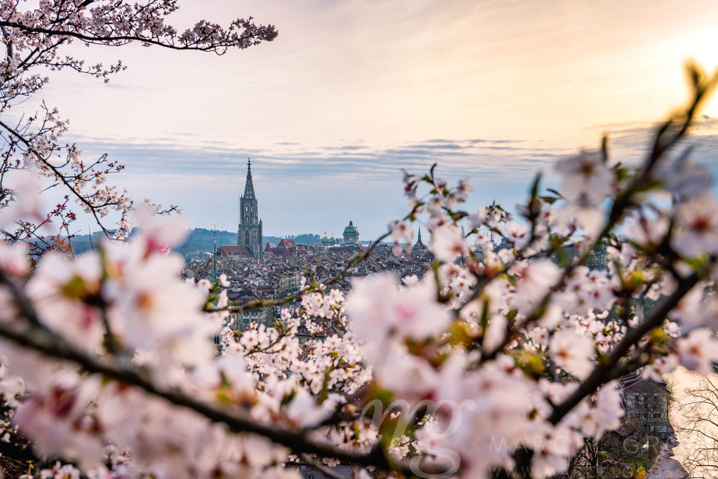 Berner Münster durch Kirschblüten im Rosengarten | Die ideale Geschenkidee für Naturliebhaber. Naturbilder von Marcel Gross Photography für ihr Zuhause in den verschiedensten Formaten und Materialien. - Realisiert mit Pictrs.com