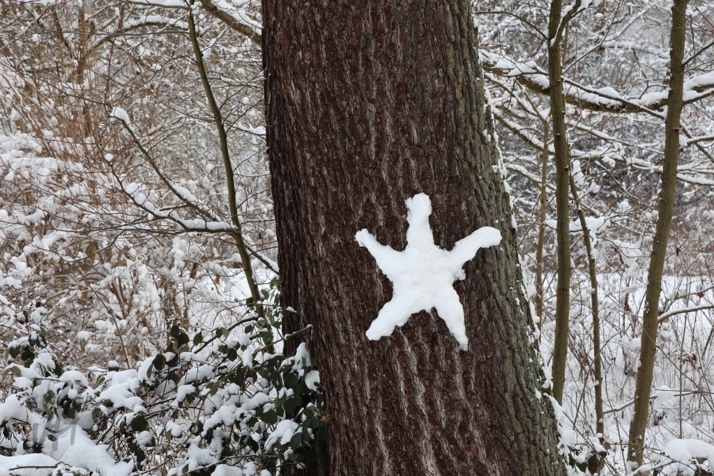 Schneestern am Baum | Schneestern am Baum - Realisiert mit Pictrs.com