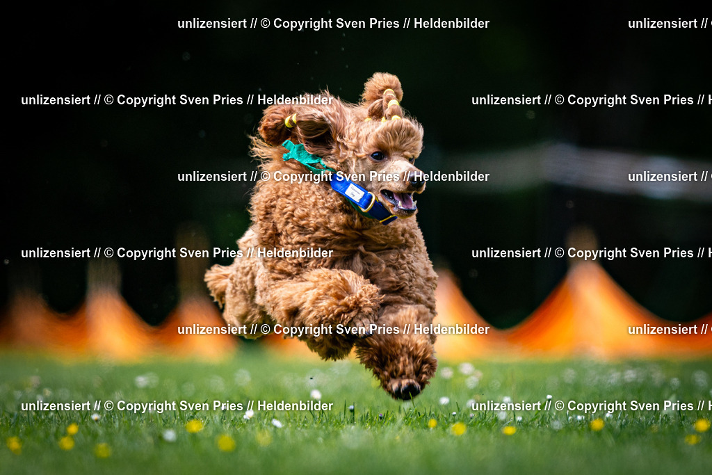Sven Pries | 2026-05-14 - Hunderennen KA Durlach Vatertag 2026 - Realisiert mit Pictrs.com