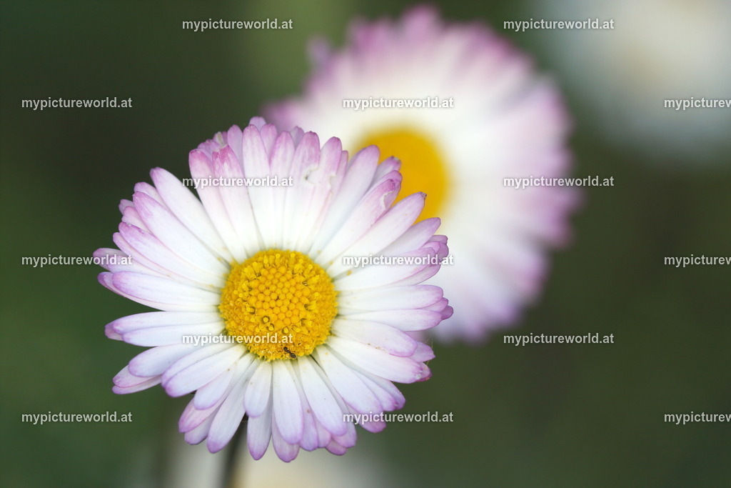 Herbst-Gänseblümchen-005 | Das Bilderarchiv über Tiere, Planzen und Landschaften. In der Bilddatenbank finden Sie ein große Auswahl an hochwertigen Bilder für Ihre Werbung - Realized with Pictrs.com