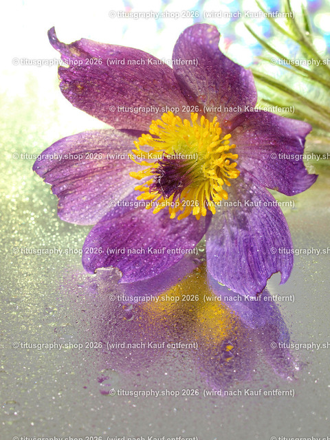 titusgraphy_P5196927-vz-ln | titusgraphy-shop: Geschenkideen mit Qualitätsfotos. titusgraphy-shop: gift ideas with quality photos. titusgraphy-shop: idées cadeaux avec photos de qualité.  - Realisiert mit Pictrs.com