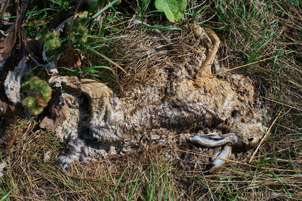 Toter verwester Hase im Feld liegend | Eggenburg, Austria - September 08, 2023: Toter verwester Hase im Feld liegend. - Realisiert mit Pictrs.com