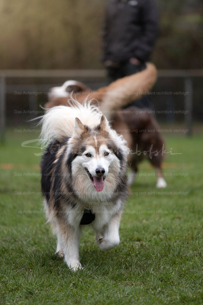 Hund-05_14.03.2026_DSCF6780 | People- und Tierfotografie, Imageaufnahmen, Veranstaltungsfotografie und Wandbilder aus der Natur ★ Made in Germany ✔️ Druck + Downloads ✔️ Naturfotografie in Top Qualität ★ schneller Versand, weltweite Lieferung! - Realized with Pictrs.com