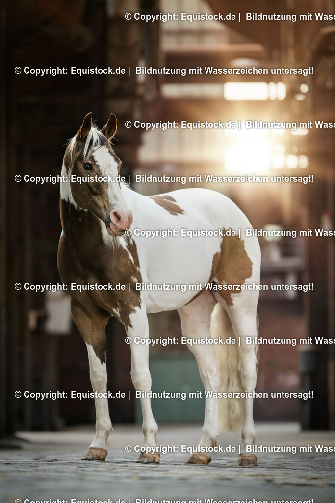 20160517_Schecke_in_Industrieanlage_0001 | Foto: Thomas Hartig