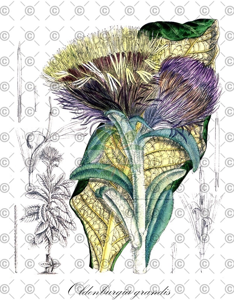 HistAbb_wfo-0000255435_1_ENZY_Simple | Historische Abbildung von Oldenburgia grandis - Asteraceae | Historical Illustration of Oldenburgia grandis - Asteraceae