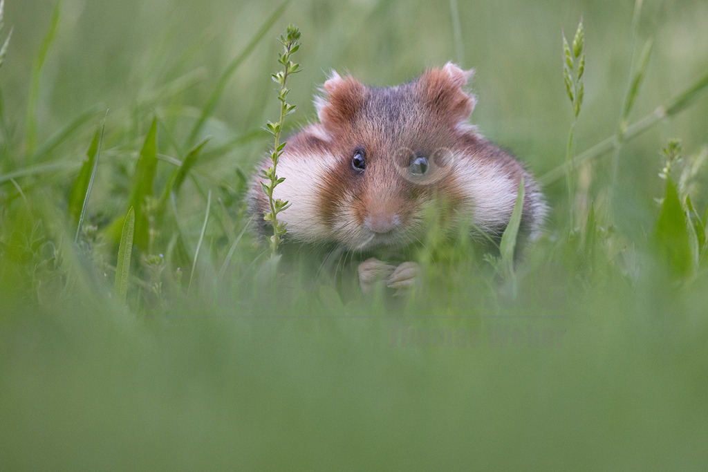 R5NF6073_20240511 | Der Feldhamster (Cricetus cricetus) ist die einzige Art der Gattung Hamster in Europa und etwa so groß wie ein Meerschweinchen. Er legt einen weit verzweigten Bau unter dem Acker an. Der hübsche Nager ernährt sich von Getreide und anderen Feldfrüchten und hält von circa Oktober bis April einen festen Winterschlaf. - Realisiert mit Pictrs.com