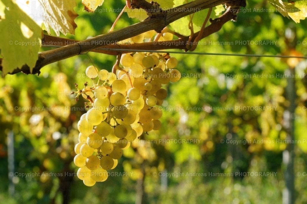 Weinrebe | Weinrebe - Realisiert mit Pictrs.com