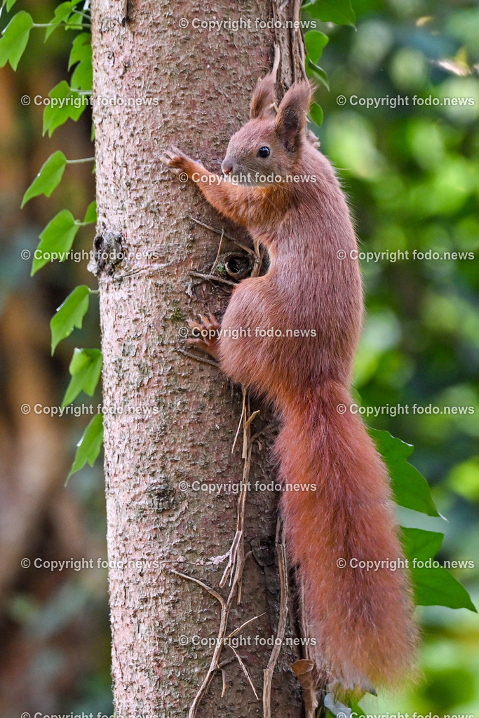Eichhoernchen_ Wildtier_ Waldbewohner_ 16.10.2023-2 | 16.10.2023, Linz, AUT, Eichhoernchen, Wildtier, Waldbewohner, im Bild Eichhoernchen, Wildtier, Waldbewohner 

Die Eichhoernchen (Sciurus) sind eine Gattung der Baumhoernchen (Sciurini) innerhalb der Familie der Hoernchen (Sciuridae). Ein auffälliges Merkmal ist der hochgestellte buschige Schwanz. Die in Mitteleuropa bekannteste Art ist das Eurasische Eichhoernchen, das gemeinhin einfach als Eichhoernchen bezeichnet wird. Alle Eichhoernchen sind Waldbewohner. Quelle: Wikipedia