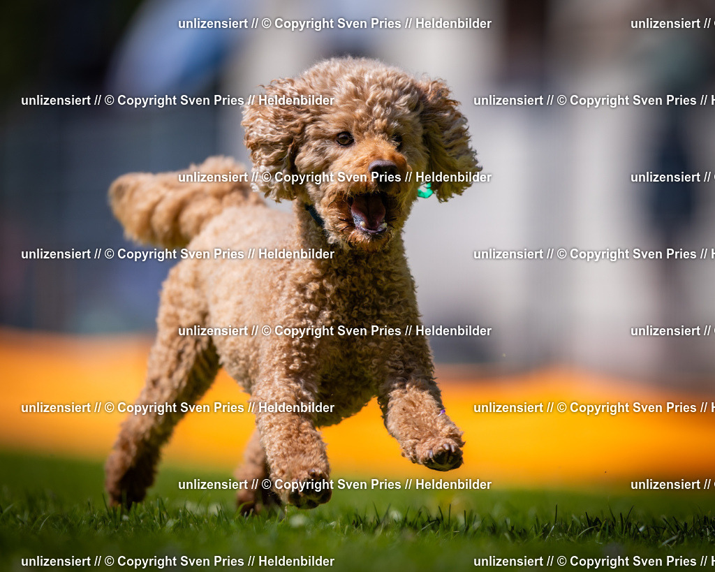 Sven Pries | 2025-08-10 - Hunderennen Durlach - Realisiert mit Pictrs.com