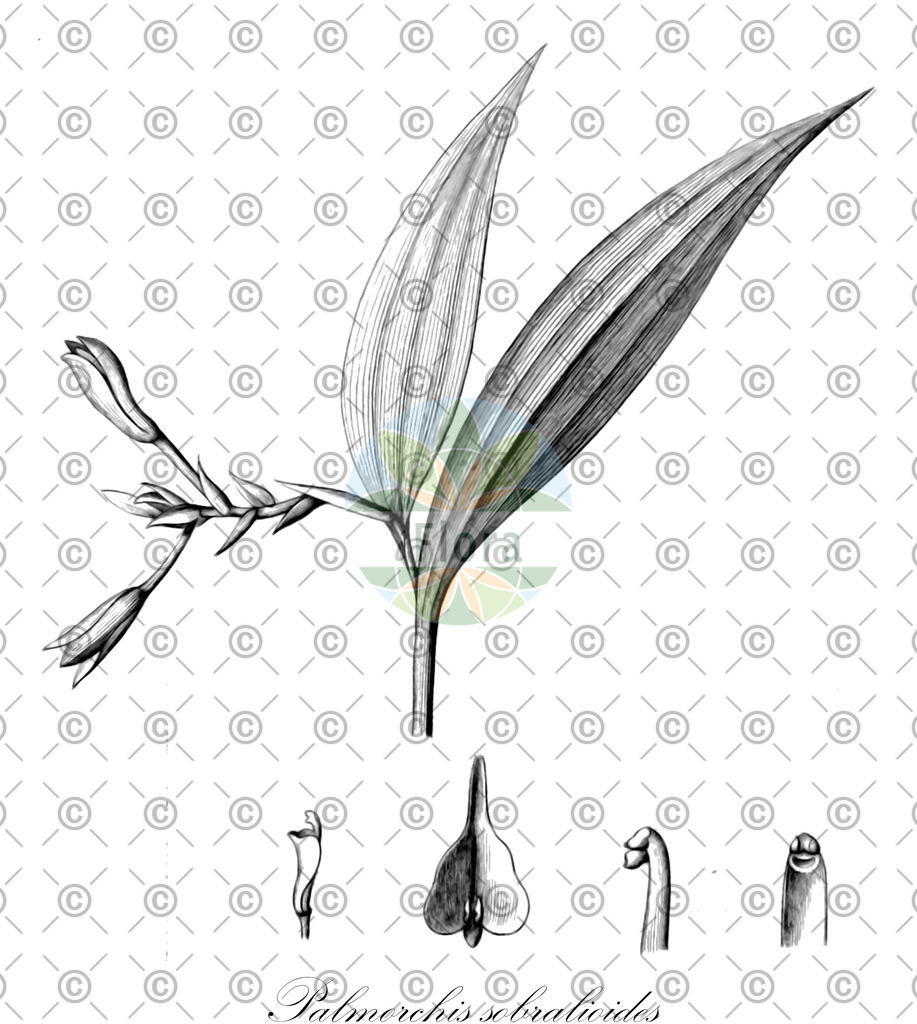HistAbb_wfo-0001195848_1_ENZY_Simple | Historische Abbildung von Palmorchis sobralioides - Orchidaceae | Historical Illustration of Palmorchis sobralioides - Orchidaceae