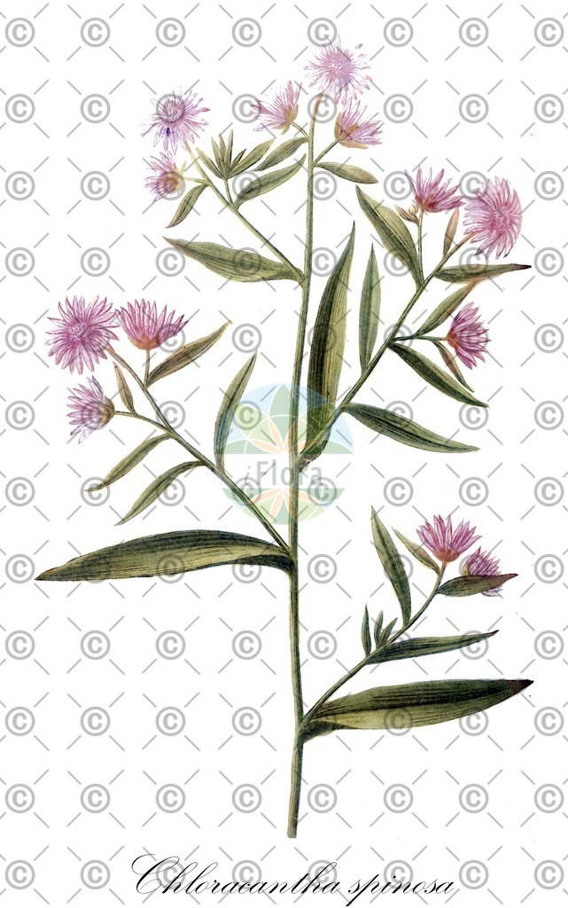 HistAbb_wfo-0000847501_ENZY_Simple | Historische Abbildung von Chloracantha spinosa - Asteraceae | Historical Illustration of Chloracantha spinosa - Asteraceae (mexican devilweed)