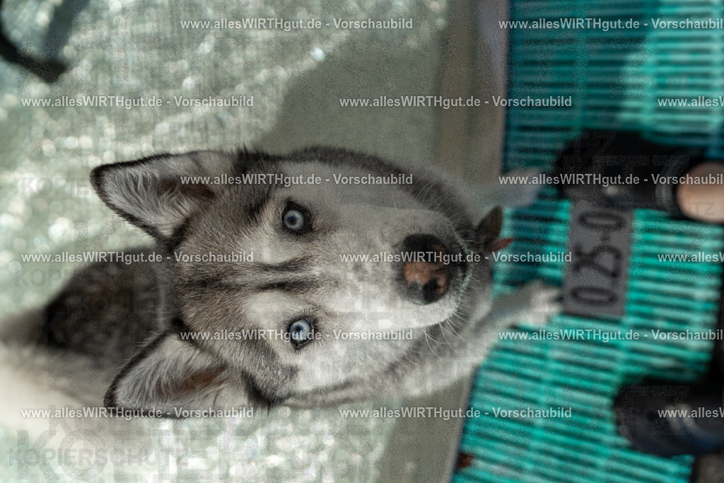 Hundeschwimmen_Volksbad_2026-allesWIRTHgut_Tierfotografie-2609061355-7R500980 | Professionelle Tierfotografie in Mönchengladbach von Daniel Wirth (allesWIRTHgut). Liebevolle & natürliche Bilder von Hunden & Katzen für unvergessliche Erinnerungen.