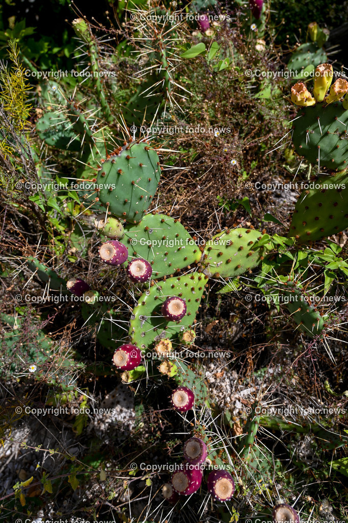 Arboretum von Trsteno_ Kroatien_ 11.10.2023-75 | 11.10.2023, Kroatien, HRV, Trsteno im Bild Arboretum, Trsteno, Hafen, Pflanzen, Brunnen, Neptunbrunnen, Wege, Palmen, Eukalyptus, Lorbeer, Kakteen, Zitrus, Oliven, Filmkulisse Game of Thrones

Das Arboretum von Trsteno befindet sich etwa 18 Kilometer nordwestlich der Stadt Dubrovnik im Sueden Kroatiens. Als einziges Arboretum an der oestlichen Adria-Kueste stellt es die aelteste Sammlung exotischer Baeume und Pflanzen des Landes dar.
Die Gartenanlage befindet sich entlang der Kuestenstraße zwischen den Ortschaften Orašac und Slano.
Quelle: Wikipedia