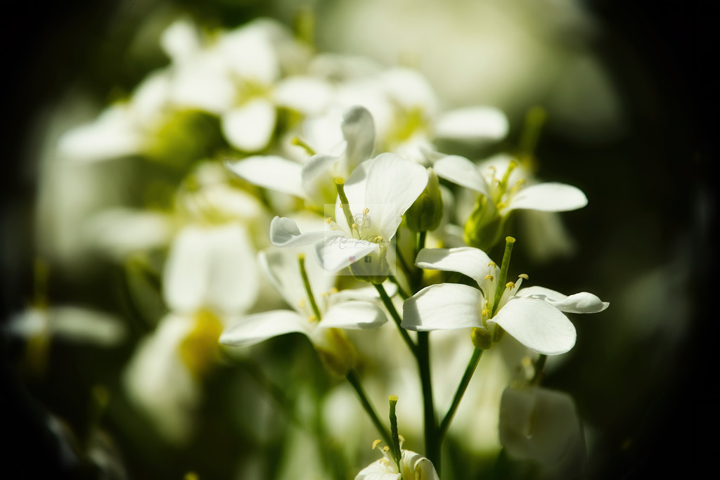 Makro - floral (24) | Buche Fotoshootings und entdecke hochwertige Fotoprodukte bei Mathias Ku Photos. Personalisiert, kreativ & mit Liebe zum Detail. Jetzt informieren! - Realisiert mit Pictrs.com