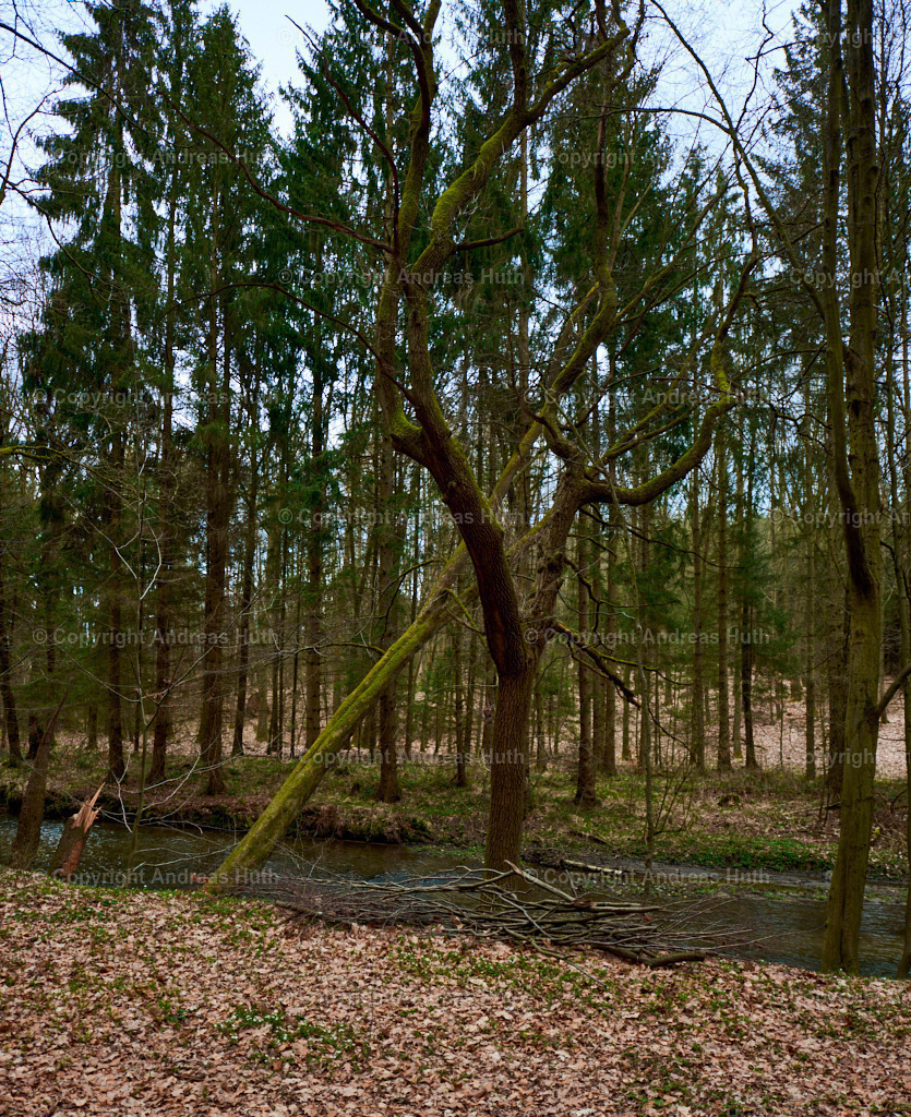 Im Wesenitzgrund westlich von Helmsdorf 04 | Bedeutsame Landschaften Deutschlands - Realisiert mit Pictrs.com