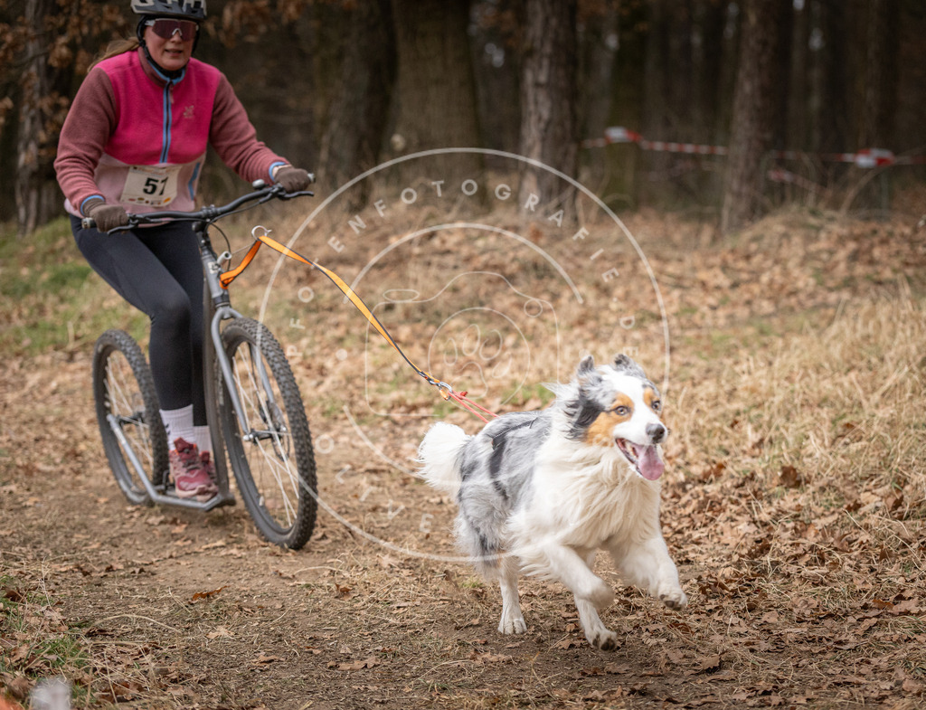 Pfotenfotografie_DV3A2009 | Hundefotografie, Tierfotograf, Pfotenfotografie, Fotoshooting Hund, Hunde Portrait, Hundesport, Hundeportraits, Heideshooting, Hunde, Sportfotograf, Hundefotograf, Turnierhundsport, THS,  - Realisiert mit Pictrs.com