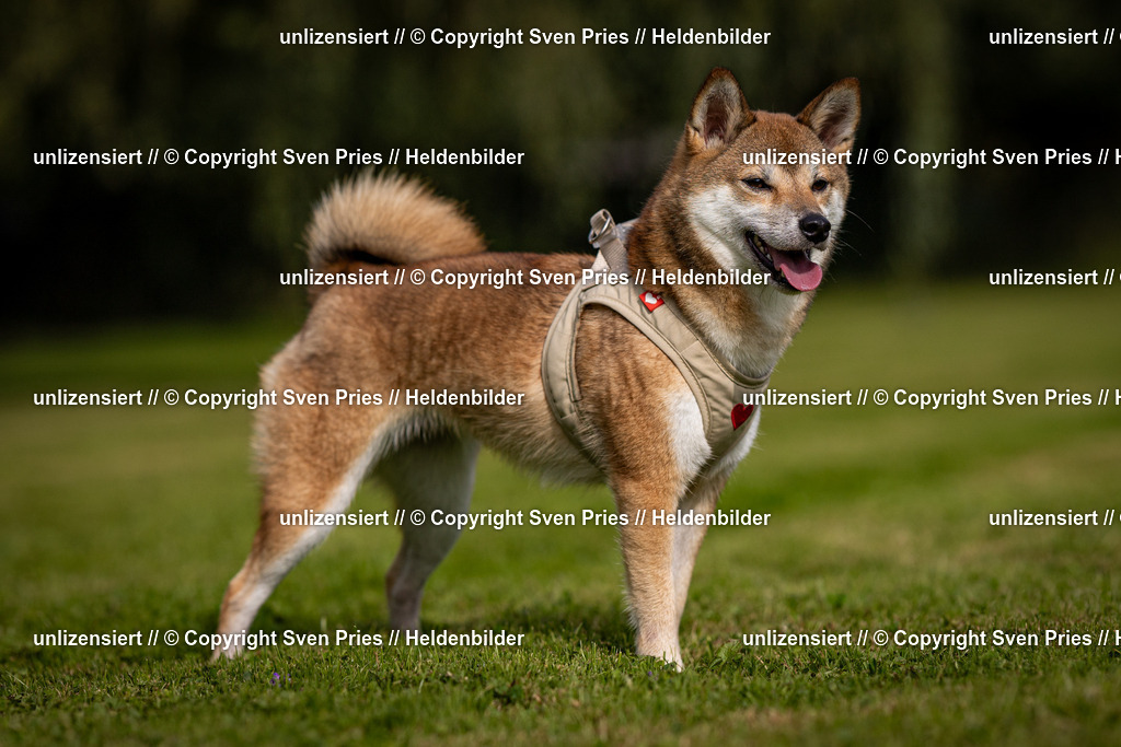 Sven Pries | 2024-09-22 - Hunderennen Baden-BadenPudelverein - Realisiert mit Pictrs.com