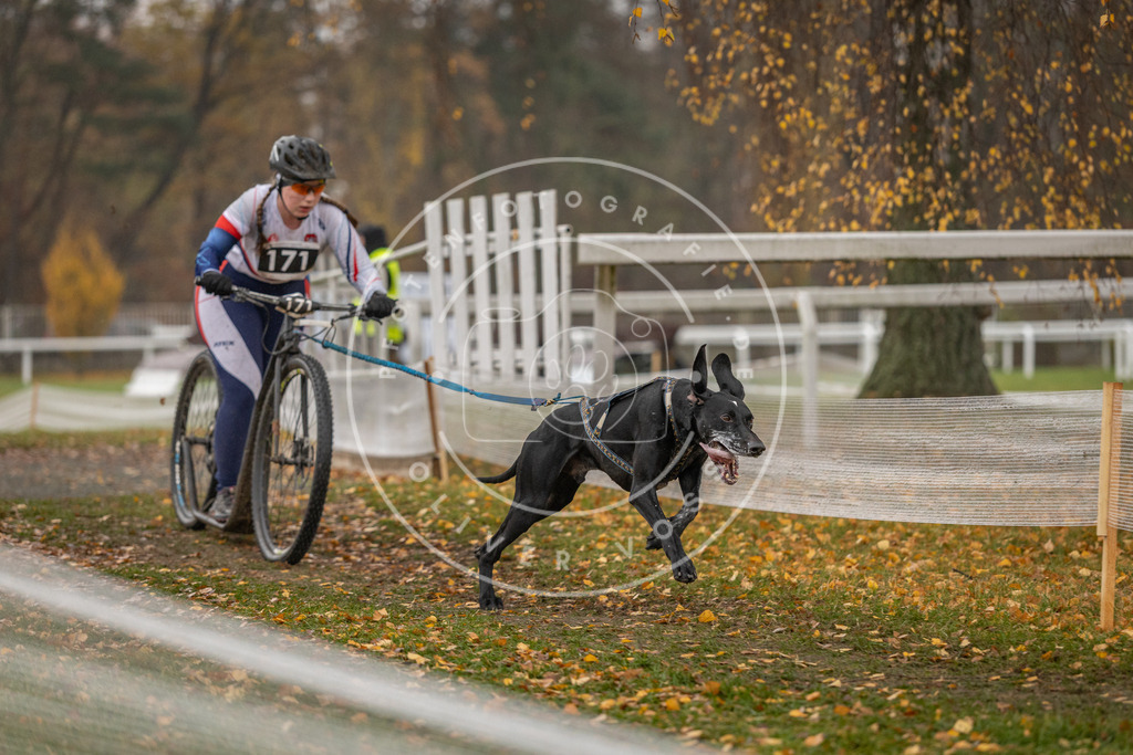 CaniXpix_DV3A8127 | Hundefotografie, Tierfotograf, Pfotenfotografie, Fotoshooting Hund, Hunde Portrait, Hundesport, Hundeportraits, Heideshooting, Hunde, Sportfotograf, Hundefotograf, Turnierhundsport, THS,  - Realisiert mit Pictrs.com