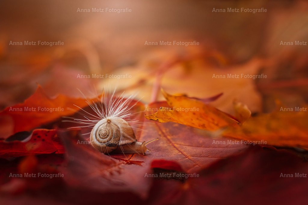 IMG_5951 | anna-metz - Realisiert mit Pictrs.com