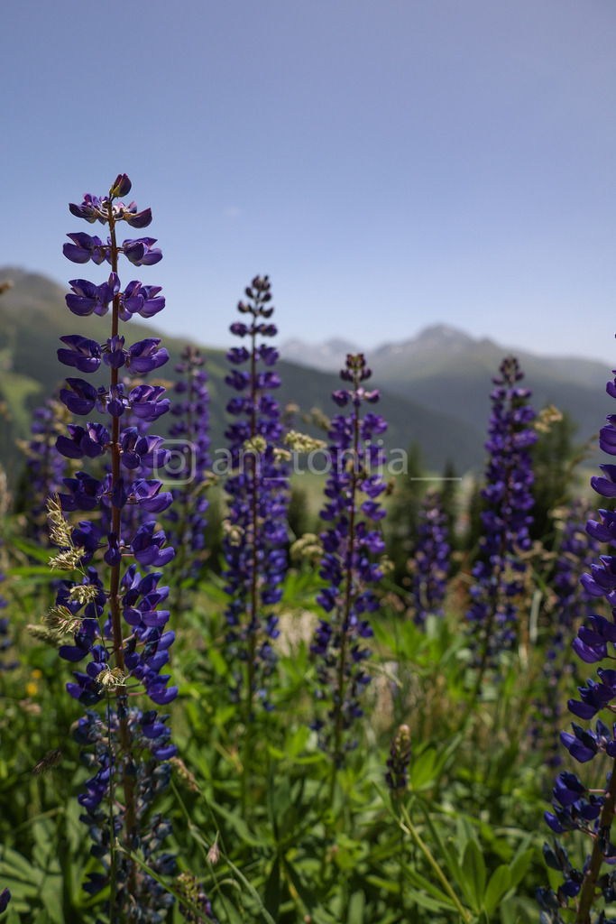 A.Trupina-88 | antonija-trupina - Realisiert mit Pictrs.com