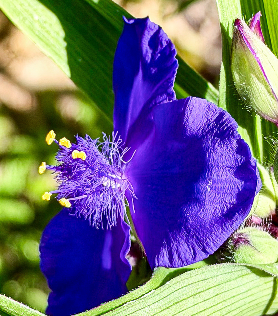 Violette Dreimasterblume – Botanische Kunst im Makro-Fokus | Ein faszinierender, intensiver Farbrausch für deine Wände. Dieses High-End-Makro zeigt die tiefen, violetten Blütenblätter und die leuchtend gelben Staubgefäße einer Dreimasterblume (Tradescantia) in maximaler Schärfe. Ein eleganter, floraler Eyecatcher, der als großformatiger Fine Art Print, edles Acrylglas oder Leinwand perfekt in moderne Wohnzimmer, helle Schlafräume oder minimalistische Einordnungen passt. - Realisiert mit Pictrs.com