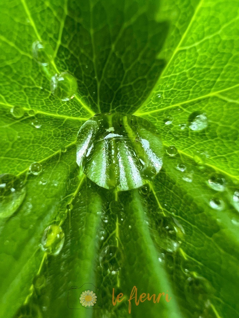 IMG_7269 | Dies ist der Shop von Florian Blum - le fleuri. Langenthal, Bern, Schweiz. Sie können hier meine oder ihre eigenen Fotos als Fotoprodukte kaufen. Tassen, Schlüsselanhänger, Taschen etc. können Sie hier gestalten.  - Realisiert mit Pictrs.com