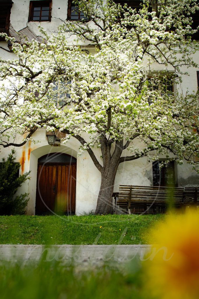 Birnbaumblüte Lungau | Bei Veröffentlichung des Bildes ist eine Namensnennung wie folgt erforderlich: Foto: Mostdirn Irmgard Wieser - Realisiert mit Pictrs.com